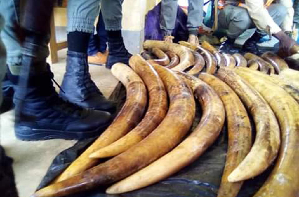 In Cameroon, customs officers seized 187 raw elephant tusks from a truck crossing the border from Gabon. Courtesy of Cameroon Customs